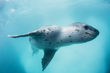 A curious male leopard seal (Hydrurga leptonyx), underwater at Monroe Island, South Orkney Islands, Antarctica, Polar Regions