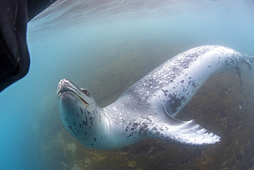 A curious male leopard seal (Hydrurga leptonyx), underwater at Monroe Island, South Orkney Islands, Antarctica, Polar Regions