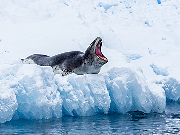 An adult leopard seal (Hydrurga leptonyx), hauled out on ice in Cierva Cove, Antarctica, Polar Regions