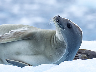 Adult crabeater seal (Lobodon carcinophaga), from the National Geographic Explorer in Girard Bay, Antarctica, Polar Regions