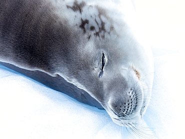 Adult crabeater seal (Lobodon carcinophaga), from the National Geographic Explorer in Girard Bay, Antarctica, Polar Regions