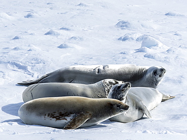 Adult crabeater seals (Lobodon carcinophaga), from the National Geographic Explorer in the Lemaire Channel, Antarctica, Polar Regions