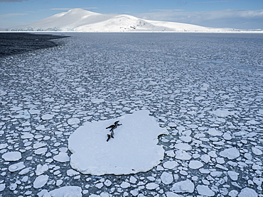 Adult crabeater seals (Lobodon carcinophaga), from the National Geographic Explorer in the Lemaire Channel, Antarctica, Polar Regions