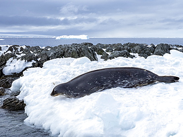 An adult Weddell seal (Leptonychotes weddellii), on ice on Dundee Island, Antarctic Sound, Antarctica, Polar Regions