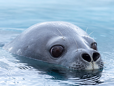 Adult Weddell seal (Leptonychotes weddellii), swimming in Girard Bay, Antarctica, Polar Regions
