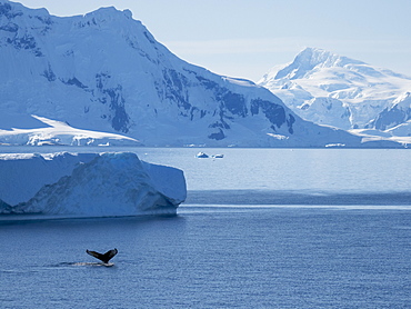 Adult humpback whale (Megaptera novaeangliae), flukes-up dive in Wilhelmina Bay, Antarctica, Polar Regions