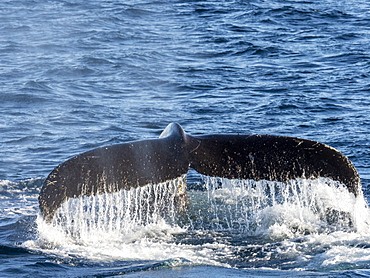 Adult humpback whale (Megaptera novaeangliae), flukes-up dive in Wilhelmina Bay, Antarctica, Polar Regions