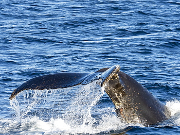 Adult humpback whale (Megaptera novaeangliae), flukes-up dive in Wilhelmina Bay, Antarctica, Polar Regions