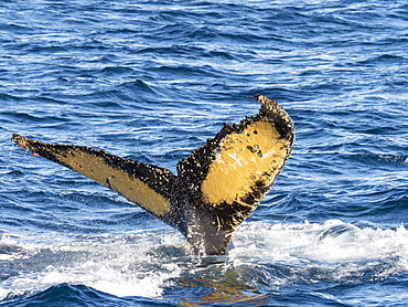 Adult humpback whale (Megaptera novaeangliae), flukes-up dive in Wilhelmina Bay, Antarctica, Polar Regions