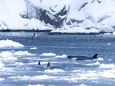 Type Big B killer whales (Orcinus orca), searching ice floes for pinnipeds in the Lemaire Channel, Antarctica, Polar Regions