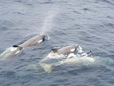 Type Little B killer whales (Orcinus orca), surfacing in the Gerlache Strait, Antarctica, Polar Regions