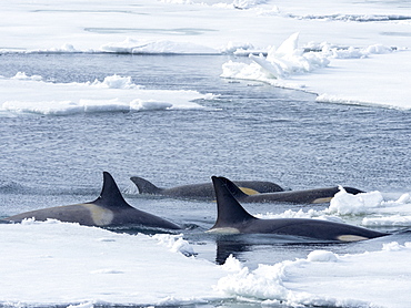 Type Big B killer whales (Orcinus orca) searching ice floes for pinnipeds in the Weddell Sea, Antarctica, Polar Regions