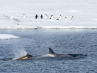 Type Big B killer whales (Orcinus orca), searching ice floes for pinnipeds in the Weddell Sea, Antarctica, Polar Regions