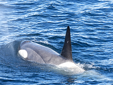 Type Little B killer whales (Orcinus orca), surfacing in the Gerlache Strait, Antarctica, Polar Regions