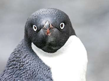 Adult Adelie penguin (Pygoscelis adeliae), Coronation Island, South Orkney Islands, Antarctica, Polar Regions