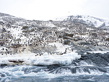 Adelie penguin (Pygoscelis adeliae) breeding colony at Heroina Island, Danger Islands, Weddell Sea, Antarctica, Polar Regions