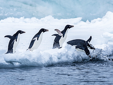 Adelie penguin (Pygoscelis adeliae), breeding colony at Brown Bluff, Antarctic Sound, Antarctica, Polar Regions