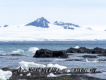 Adelie penguin (Pygoscelis adeliae), breeding colony at Brown Bluff, Antarctic Sound, Antarctica, Polar Regions