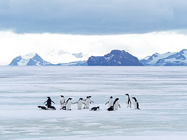 Adelie penguins (Pygoscelis adeliae), on fast ice near Devil Island, Weddell Sea, Antarctica, Polar Regions