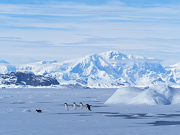 Adelie penguins (Pygoscelis adeliae), on fast ice in the Yalour Islands, Antarctica, Polar Regions