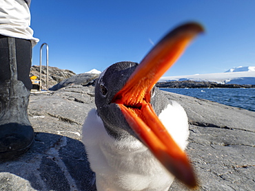 Curious gentoo penguin chick (Pygoscelis papua), Jougla Point, Wiencke Island, Antarctica, Polar Regions