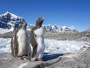 Molting gentoo penguins (Pygoscelis papua), Jougla Point, Wiencke Island, Antarctica, Polar Regions