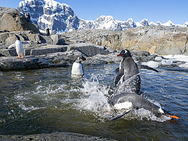 Gentoo penguins (Pygoscelis papua), playing in a meltwater pool at Jougla Point, Wiencke Island, Antarctica, Polar Regions