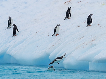 Gentoo penguins (Pygoscelis papua), leaping on to ice near Booth Island, Antarctica, Polar Regions