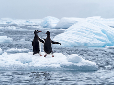 Gentoo penguins (Pygoscelis papua) on ice in Cierva Cove, Antarctica, Polar Regions