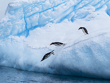 Gentoo penguins (Pygoscelis papua) on ice in Cierva Cove, Antarctica, Polar Regions