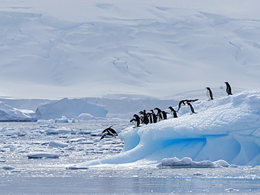 Gentoo penguins (Pygoscelis papua), leaping off ice in Lindblad Cove, Trinity Peninsula, Antarctica, Polar Regions