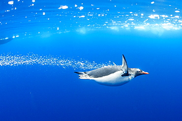 Gentoo penguins (Pygoscelis papua), underwater in clear water in Lindblad Cove, Trinity Peninsula, Antarctica, Polar Regions