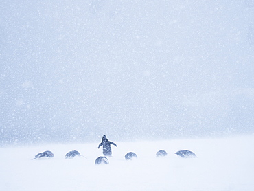 Adult gentoo penguins (Pygoscelis papua), on shore fast ice in Wilhamena Bay, Antarctica, Polar Regions