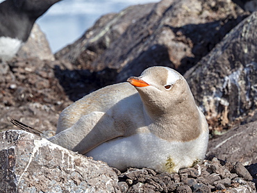 A leucistic gentoo penguin (Pygoscelis papua), showing lack of melanin nesting at the Chilean Base Gonzalez Videla, Antarctica, Polar Regions