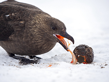 Adult Antarctic skua (Stercorarius antarcticus), eating a gentoo penguin egg at Port Lockroy, Antarctica, Polar Regions