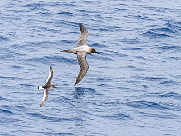 An adult Antarctic petrel (Thalassoica antarctica), flying near a light-mantled albatross in the Drake Passage, Antarctica, Polar Regions