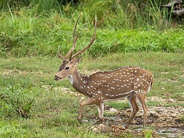 A male Sri Lankan axis deer (Axis axis ceylonensis), Wilpattu National Park, Sri Lanka, Asia