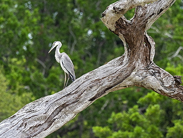 Adult grey heron (Ardea cinerea), perched on a tree, Yala National Park, Sri Lanka, Asia