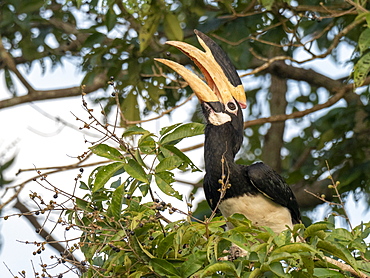 An adult Malabar pied hornbill (Anthracoceros coronatus), feeding on berries, Udawalawe National Park, Sri Lanka, Asia