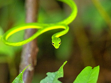 An adult green vine snake (Ahaetulla nasuta), in the Sinharaja Rainforest Reserve, Sri Lanka, Asia