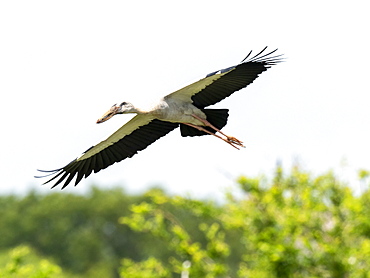 An adult Asian openbill stork (Anastomus oscitans), in flight in Yala National Park, Sri Lanka, Asia