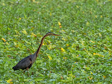 An adult purple heron (Ardea purpurea), stalking prey on the Kalpitiya Peninsula, Sri Lanka, Asia