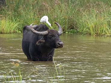 An adult water buffalo (Bubalus bubalis), seeks relief from the heat, Yala National Park, Sri Lanka, Asia