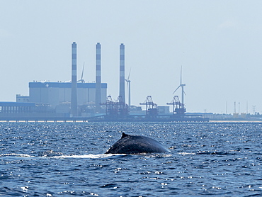 An adult blue Whale (Balaenoptera musculus), surfacing off the Kalpitiya Peninsula, Sri Lanka, Asia