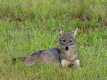 An adult Sri Lankan jackal (Canis aureus naria), Wilpattu National Park, Sri Lanka, Asia