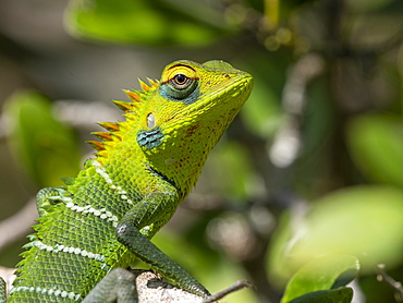 An adult common green forest lizard (Calotes calotes), changing colors, Wilpattu National Park, Sri Lanka, Asia