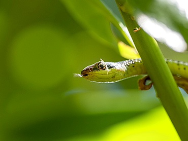 An adult painted bronzeback (Dendrelaphis pictus), on the Kalpitiya Peninsula, Sri Lanka, Asia