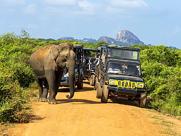 An adult Asian elephant (Elephas maximus), with safari vehicles, Yala National Park, Sri Lanka, Asia