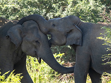 Young Asian elephants (Elephas maximus), mock fighting in the forest, Udawalawe National Park, Sri Lanka, Asia