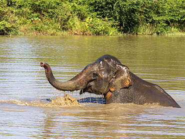 An adult Asian elephant (Elephas maximus), bathing in a waterhole, Udawalawe National Park, Sri Lanka, Asia